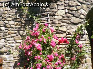 [P23] Tufa de trandafiri e mai frumoasa fara afisul cu interdictia . Oare unde duce scara din spatele trandafirilor ? » foto by liviu49
 - 
<span class="allrVoted glyphicon glyphicon-heart hidden" id="av1303474"></span>
<a class="m-l-10 hidden" id="sv1303474" onclick="voting_Foto_DelVot(,1303474,5114)" role="button">șterge vot <span class="glyphicon glyphicon-remove"></span></a>
<a id="v91303474" class=" c-red"  onclick="voting_Foto_SetVot(1303474)" role="button"><span class="glyphicon glyphicon-heart-empty"></span> <b>LIKE</b> = Votează poza</a> <img class="hidden"  id="f1303474W9" src="/imagini/loader.gif" border="0" /><span class="AjErrMes hidden" id="e1303474ErM"></span>