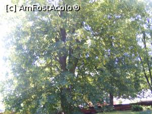 [P07] Un copac falnic in curtea manastirii . » foto by liviu49
 - 
<span class="allrVoted glyphicon glyphicon-heart hidden" id="av1303458"></span>
<a class="m-l-10 hidden" id="sv1303458" onclick="voting_Foto_DelVot(,1303458,5114)" role="button">șterge vot <span class="glyphicon glyphicon-remove"></span></a>
<a id="v91303458" class=" c-red"  onclick="voting_Foto_SetVot(1303458)" role="button"><span class="glyphicon glyphicon-heart-empty"></span> <b>LIKE</b> = Votează poza</a> <img class="hidden"  id="f1303458W9" src="/imagini/loader.gif" border="0" /><span class="AjErrMes hidden" id="e1303458ErM"></span>