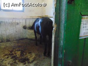 [P26] Un alt armasar, de data aceasta in boxa lui personala . » foto by liviu49
 - 
<span class="allrVoted glyphicon glyphicon-heart hidden" id="av1303713"></span>
<a class="m-l-10 hidden" id="sv1303713" onclick="voting_Foto_DelVot(,1303713,5114)" role="button">șterge vot <span class="glyphicon glyphicon-remove"></span></a>
<a id="v91303713" class=" c-red"  onclick="voting_Foto_SetVot(1303713)" role="button"><span class="glyphicon glyphicon-heart-empty"></span> <b>LIKE</b> = Votează poza</a> <img class="hidden"  id="f1303713W9" src="/imagini/loader.gif" border="0" /><span class="AjErrMes hidden" id="e1303713ErM"></span>