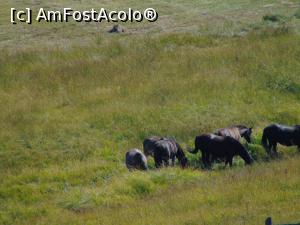 [P30] Un alt grup de iepe la pascut . » foto by liviu49
 - 
<span class="allrVoted glyphicon glyphicon-heart hidden" id="av1303717"></span>
<a class="m-l-10 hidden" id="sv1303717" onclick="voting_Foto_DelVot(,1303717,5114)" role="button">șterge vot <span class="glyphicon glyphicon-remove"></span></a>
<a id="v91303717" class=" c-red"  onclick="voting_Foto_SetVot(1303717)" role="button"><span class="glyphicon glyphicon-heart-empty"></span> <b>LIKE</b> = Votează poza</a> <img class="hidden"  id="f1303717W9" src="/imagini/loader.gif" border="0" /><span class="AjErrMes hidden" id="e1303717ErM"></span>