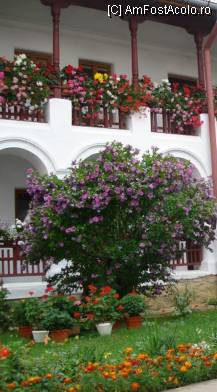 [P08] Flori la Agapia » foto by Simonaaa*
 - 
<span class="allrVoted glyphicon glyphicon-heart hidden" id="av97102"></span>
<a class="m-l-10 hidden" id="sv97102" onclick="voting_Foto_DelVot(,97102,5114)" role="button">șterge vot <span class="glyphicon glyphicon-remove"></span></a>
<a id="v997102" class=" c-red"  onclick="voting_Foto_SetVot(97102)" role="button"><span class="glyphicon glyphicon-heart-empty"></span> <b>LIKE</b> = Votează poza</a> <img class="hidden"  id="f97102W9" src="/imagini/loader.gif" border="0" /><span class="AjErrMes hidden" id="e97102ErM"></span>