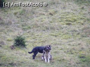 [P19] Au aparut si prietenii nostri!  » foto by liviu49
 - 
<span class="allrVoted glyphicon glyphicon-heart hidden" id="av926777"></span>
<a class="m-l-10 hidden" id="sv926777" onclick="voting_Foto_DelVot(,926777,5116)" role="button">șterge vot <span class="glyphicon glyphicon-remove"></span></a>
<a id="v9926777" class=" c-red"  onclick="voting_Foto_SetVot(926777)" role="button"><span class="glyphicon glyphicon-heart-empty"></span> <b>LIKE</b> = Votează poza</a> <img class="hidden"  id="f926777W9" src="/imagini/loader.gif" border="0" /><span class="AjErrMes hidden" id="e926777ErM"></span>