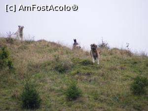 [P20] Le vin deja si ajutoare, mai galagioase.  » foto by liviu49
 - 
<span class="allrVoted glyphicon glyphicon-heart hidden" id="av926778"></span>
<a class="m-l-10 hidden" id="sv926778" onclick="voting_Foto_DelVot(,926778,5116)" role="button">șterge vot <span class="glyphicon glyphicon-remove"></span></a>
<a id="v9926778" class=" c-red"  onclick="voting_Foto_SetVot(926778)" role="button"><span class="glyphicon glyphicon-heart-empty"></span> <b>LIKE</b> = Votează poza</a> <img class="hidden"  id="f926778W9" src="/imagini/loader.gif" border="0" /><span class="AjErrMes hidden" id="e926778ErM"></span>