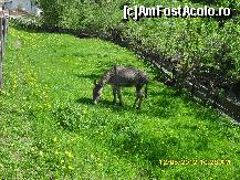 [P25]  -- <small>// FĂRĂ DESCRIERE</small> » foto by adryana
 - 
<span class="allrVoted glyphicon glyphicon-heart hidden" id="av332787"></span>
<a class="m-l-10 hidden" id="sv332787" onclick="voting_Foto_DelVot(,332787,5116)" role="button">șterge vot <span class="glyphicon glyphicon-remove"></span></a>
<a id="v9332787" class=" c-red"  onclick="voting_Foto_SetVot(332787)" role="button"><span class="glyphicon glyphicon-heart-empty"></span> <b>LIKE</b> = Votează poza</a> <img class="hidden"  id="f332787W9" src="/imagini/loader.gif" border="0" /><span class="AjErrMes hidden" id="e332787ErM"></span>