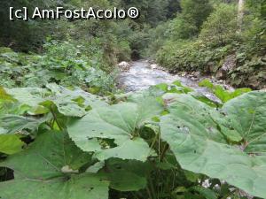 [P01] Râul Turcu în apropierea Cheilor Grădiștii.  » foto by tata123 🔱
 - 
<span class="allrVoted glyphicon glyphicon-heart hidden" id="av797138"></span>
<a class="m-l-10 hidden" id="sv797138" onclick="voting_Foto_DelVot(,797138,5116)" role="button">șterge vot <span class="glyphicon glyphicon-remove"></span></a>
<a id="v9797138" class=" c-red"  onclick="voting_Foto_SetVot(797138)" role="button"><span class="glyphicon glyphicon-heart-empty"></span> <b>LIKE</b> = Votează poza</a> <img class="hidden"  id="f797138W9" src="/imagini/loader.gif" border="0" /><span class="AjErrMes hidden" id="e797138ErM"></span>