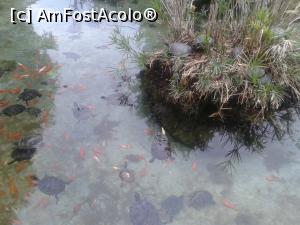 [P51] Vila Floridiana, pesti colorati si broaste testoase.  » foto by Aurici
 - 
<span class="allrVoted glyphicon glyphicon-heart hidden" id="av875164"></span>
<a class="m-l-10 hidden" id="sv875164" onclick="voting_Foto_DelVot(,875164,5128)" role="button">șterge vot <span class="glyphicon glyphicon-remove"></span></a>
<a id="v9875164" class=" c-red"  onclick="voting_Foto_SetVot(875164)" role="button"><span class="glyphicon glyphicon-heart-empty"></span> <b>LIKE</b> = Votează poza</a> <img class="hidden"  id="f875164W9" src="/imagini/loader.gif" border="0" /><span class="AjErrMes hidden" id="e875164ErM"></span>