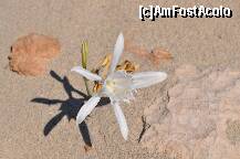 [P23] Floare in Elafonisos » foto by gabivl
 - 
<span class="allrVoted glyphicon glyphicon-heart hidden" id="av147896"></span>
<a class="m-l-10 hidden" id="sv147896" onclick="voting_Foto_DelVot(,147896,5137)" role="button">șterge vot <span class="glyphicon glyphicon-remove"></span></a>
<a id="v9147896" class=" c-red"  onclick="voting_Foto_SetVot(147896)" role="button"><span class="glyphicon glyphicon-heart-empty"></span> <b>LIKE</b> = Votează poza</a> <img class="hidden"  id="f147896W9" src="/imagini/loader.gif" border="0" /><span class="AjErrMes hidden" id="e147896ErM"></span>