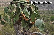 [P26] Cactus in Mani » foto by gabivl
 - 
<span class="allrVoted glyphicon glyphicon-heart hidden" id="av147899"></span>
<a class="m-l-10 hidden" id="sv147899" onclick="voting_Foto_DelVot(,147899,5137)" role="button">șterge vot <span class="glyphicon glyphicon-remove"></span></a>
<a id="v9147899" class=" c-red"  onclick="voting_Foto_SetVot(147899)" role="button"><span class="glyphicon glyphicon-heart-empty"></span> <b>LIKE</b> = Votează poza</a> <img class="hidden"  id="f147899W9" src="/imagini/loader.gif" border="0" /><span class="AjErrMes hidden" id="e147899ErM"></span>