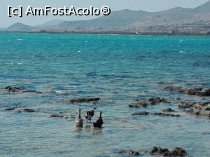 [P56] ratuste pe mare...  » foto by dana2104
 - 
<span class="allrVoted glyphicon glyphicon-heart hidden" id="av918404"></span>
<a class="m-l-10 hidden" id="sv918404" onclick="voting_Foto_DelVot(,918404,5137)" role="button">șterge vot <span class="glyphicon glyphicon-remove"></span></a>
<a id="v9918404" class=" c-red"  onclick="voting_Foto_SetVot(918404)" role="button"><span class="glyphicon glyphicon-heart-empty"></span> <b>LIKE</b> = Votează poza</a> <img class="hidden"  id="f918404W9" src="/imagini/loader.gif" border="0" /><span class="AjErrMes hidden" id="e918404ErM"></span>