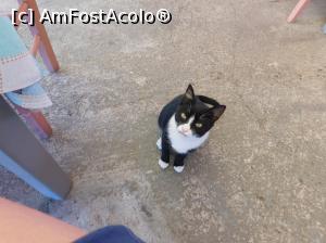 [P101] mi-e fomica » foto by extracrisina
 - 
<span class="allrVoted glyphicon glyphicon-heart hidden" id="av928225"></span>
<a class="m-l-10 hidden" id="sv928225" onclick="voting_Foto_DelVot(,928225,5137)" role="button">șterge vot <span class="glyphicon glyphicon-remove"></span></a>
<a id="v9928225" class=" c-red"  onclick="voting_Foto_SetVot(928225)" role="button"><span class="glyphicon glyphicon-heart-empty"></span> <b>LIKE</b> = Votează poza</a> <img class="hidden"  id="f928225W9" src="/imagini/loader.gif" border="0" /><span class="AjErrMes hidden" id="e928225ErM"></span>