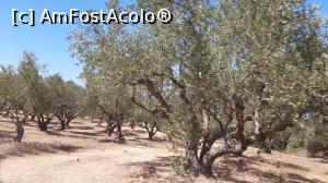 [P26] Nesfârșitele livezi de măslini... » foto by Carmen Ion
 - 
<span class="allrVoted glyphicon glyphicon-heart hidden" id="av1265340"></span>
<a class="m-l-10 hidden" id="sv1265340" onclick="voting_Foto_DelVot(,1265340,5137)" role="button">șterge vot <span class="glyphicon glyphicon-remove"></span></a>
<a id="v91265340" class=" c-red"  onclick="voting_Foto_SetVot(1265340)" role="button"><span class="glyphicon glyphicon-heart-empty"></span> <b>LIKE</b> = Votează poza</a> <img class="hidden"  id="f1265340W9" src="/imagini/loader.gif" border="0" /><span class="AjErrMes hidden" id="e1265340ErM"></span>