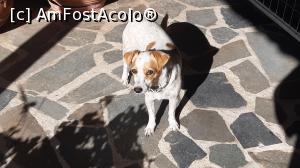 [P66] O drăgăleșenie... » foto by Carmen Ion
 - 
<span class="allrVoted glyphicon glyphicon-heart hidden" id="av1265381"></span>
<a class="m-l-10 hidden" id="sv1265381" onclick="voting_Foto_DelVot(,1265381,5137)" role="button">șterge vot <span class="glyphicon glyphicon-remove"></span></a>
<a id="v91265381" class=" c-red"  onclick="voting_Foto_SetVot(1265381)" role="button"><span class="glyphicon glyphicon-heart-empty"></span> <b>LIKE</b> = Votează poza</a> <img class="hidden"  id="f1265381W9" src="/imagini/loader.gif" border="0" /><span class="AjErrMes hidden" id="e1265381ErM"></span>