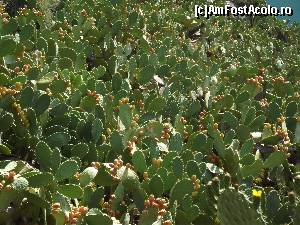 [P45] 'Grădina' de cactuşi de la Acronafplia » foto by irinad
 - 
<span class="allrVoted glyphicon glyphicon-heart hidden" id="av669744"></span>
<a class="m-l-10 hidden" id="sv669744" onclick="voting_Foto_DelVot(,669744,5137)" role="button">șterge vot <span class="glyphicon glyphicon-remove"></span></a>
<a id="v9669744" class=" c-red"  onclick="voting_Foto_SetVot(669744)" role="button"><span class="glyphicon glyphicon-heart-empty"></span> <b>LIKE</b> = Votează poza</a> <img class="hidden"  id="f669744W9" src="/imagini/loader.gif" border="0" /><span class="AjErrMes hidden" id="e669744ErM"></span>