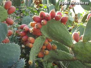 [P46] Cactuşii copţi de pe lângă Acronafplia » foto by irinad
 - 
<span class="allrVoted glyphicon glyphicon-heart hidden" id="av669745"></span>
<a class="m-l-10 hidden" id="sv669745" onclick="voting_Foto_DelVot(,669745,5137)" role="button">șterge vot <span class="glyphicon glyphicon-remove"></span></a>
<a id="v9669745" class=" c-red"  onclick="voting_Foto_SetVot(669745)" role="button"><span class="glyphicon glyphicon-heart-empty"></span> <b>LIKE</b> = Votează poza</a> <img class="hidden"  id="f669745W9" src="/imagini/loader.gif" border="0" /><span class="AjErrMes hidden" id="e669745ErM"></span>