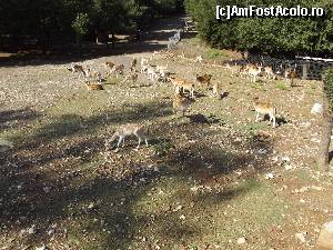 [P32] Alte căprioare din rezervaţie » foto by irinad
 - 
<span class="allrVoted glyphicon glyphicon-heart hidden" id="av687775"></span>
<a class="m-l-10 hidden" id="sv687775" onclick="voting_Foto_DelVot(,687775,5137)" role="button">șterge vot <span class="glyphicon glyphicon-remove"></span></a>
<a id="v9687775" class=" c-red"  onclick="voting_Foto_SetVot(687775)" role="button"><span class="glyphicon glyphicon-heart-empty"></span> <b>LIKE</b> = Votează poza</a> <img class="hidden"  id="f687775W9" src="/imagini/loader.gif" border="0" /><span class="AjErrMes hidden" id="e687775ErM"></span>