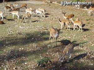 [P07] Căprioare şi cerbi dintr-o rezervaţie de lângă Megalopoli » foto by irinad
 - 
<span class="allrVoted glyphicon glyphicon-heart hidden" id="av687742"></span>
<a class="m-l-10 hidden" id="sv687742" onclick="voting_Foto_DelVot(,687742,5137)" role="button">șterge vot <span class="glyphicon glyphicon-remove"></span></a>
<a id="v9687742" class=" c-red"  onclick="voting_Foto_SetVot(687742)" role="button"><span class="glyphicon glyphicon-heart-empty"></span> <b>LIKE</b> = Votează poza</a> <img class="hidden"  id="f687742W9" src="/imagini/loader.gif" border="0" /><span class="AjErrMes hidden" id="e687742ErM"></span>