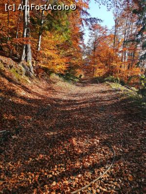 [P17] Prin pădure » foto by rodastrid
 - 
<span class="allrVoted glyphicon glyphicon-heart hidden" id="av1204627"></span>
<a class="m-l-10 hidden" id="sv1204627" onclick="voting_Foto_DelVot(,1204627,5142)" role="button">șterge vot <span class="glyphicon glyphicon-remove"></span></a>
<a id="v91204627" class=" c-red"  onclick="voting_Foto_SetVot(1204627)" role="button"><span class="glyphicon glyphicon-heart-empty"></span> <b>LIKE</b> = Votează poza</a> <img class="hidden"  id="f1204627W9" src="/imagini/loader.gif" border="0" /><span class="AjErrMes hidden" id="e1204627ErM"></span>