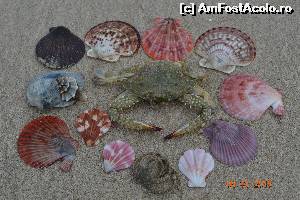 [P35] o nebunie de culori, activitatea preferata dis de dimineata pe plaja » foto by andreea72
 - 
<span class="allrVoted glyphicon glyphicon-heart hidden" id="av595278"></span>
<a class="m-l-10 hidden" id="sv595278" onclick="voting_Foto_DelVot(,595278,5166)" role="button">șterge vot <span class="glyphicon glyphicon-remove"></span></a>
<a id="v9595278" class=" c-red"  onclick="voting_Foto_SetVot(595278)" role="button"><span class="glyphicon glyphicon-heart-empty"></span> <b>LIKE</b> = Votează poza</a> <img class="hidden"  id="f595278W9" src="/imagini/loader.gif" border="0" /><span class="AjErrMes hidden" id="e595278ErM"></span>