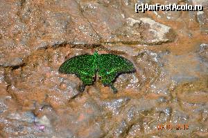 [P17] un fluturas minunat » foto by andreea72
 - 
<span class="allrVoted glyphicon glyphicon-heart hidden" id="av598122"></span>
<a class="m-l-10 hidden" id="sv598122" onclick="voting_Foto_DelVot(,598122,5166)" role="button">șterge vot <span class="glyphicon glyphicon-remove"></span></a>
<a id="v9598122" class=" c-red"  onclick="voting_Foto_SetVot(598122)" role="button"><span class="glyphicon glyphicon-heart-empty"></span> <b>LIKE</b> = Votează poza</a> <img class="hidden"  id="f598122W9" src="/imagini/loader.gif" border="0" /><span class="AjErrMes hidden" id="e598122ErM"></span>