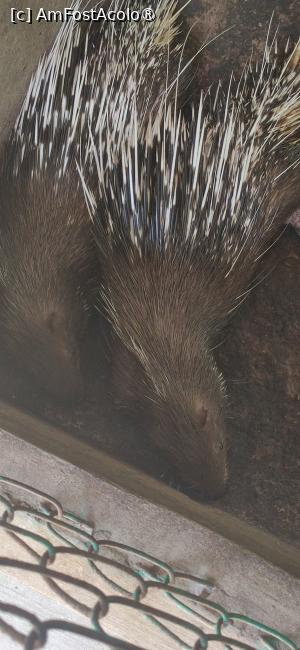 [P06] Porc tepos in captivitate » foto by luc64
 - 
<span class="allrVoted glyphicon glyphicon-heart hidden" id="av1390546"></span>
<a class="m-l-10 hidden" id="sv1390546" onclick="voting_Foto_DelVot(,1390546,5166)" role="button">șterge vot <span class="glyphicon glyphicon-remove"></span></a>
<a id="v91390546" class=" c-red"  onclick="voting_Foto_SetVot(1390546)" role="button"><span class="glyphicon glyphicon-heart-empty"></span> <b>LIKE</b> = Votează poza</a> <img class="hidden"  id="f1390546W9" src="/imagini/loader.gif" border="0" /><span class="AjErrMes hidden" id="e1390546ErM"></span>