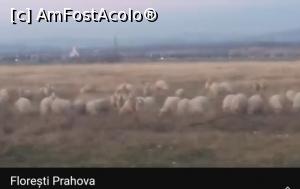 [P38] Florești Prahova, oi » foto by Mioritik
 - 
<span class="allrVoted glyphicon glyphicon-heart hidden" id="av1347573"></span>
<a class="m-l-10 hidden" id="sv1347573" onclick="voting_Foto_DelVot(,1347573,5221)" role="button">șterge vot <span class="glyphicon glyphicon-remove"></span></a>
<a id="v91347573" class=" c-red"  onclick="voting_Foto_SetVot(1347573)" role="button"><span class="glyphicon glyphicon-heart-empty"></span> <b>LIKE</b> = Votează poza</a> <img class="hidden"  id="f1347573W9" src="/imagini/loader.gif" border="0" /><span class="AjErrMes hidden" id="e1347573ErM"></span>