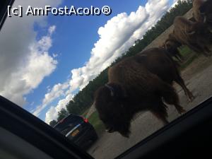 [P10] African Lion Safari » foto by MirelaV
 - 
<span class="allrVoted glyphicon glyphicon-heart hidden" id="av808621"></span>
<a class="m-l-10 hidden" id="sv808621" onclick="voting_Foto_DelVot(,808621,5244)" role="button">șterge vot <span class="glyphicon glyphicon-remove"></span></a>
<a id="v9808621" class=" c-red"  onclick="voting_Foto_SetVot(808621)" role="button"><span class="glyphicon glyphicon-heart-empty"></span> <b>LIKE</b> = Votează poza</a> <img class="hidden"  id="f808621W9" src="/imagini/loader.gif" border="0" /><span class="AjErrMes hidden" id="e808621ErM"></span>