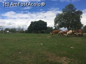 [P04] African Lion Safari » foto by MirelaV
 - 
<span class="allrVoted glyphicon glyphicon-heart hidden" id="av808615"></span>
<a class="m-l-10 hidden" id="sv808615" onclick="voting_Foto_DelVot(,808615,5244)" role="button">șterge vot <span class="glyphicon glyphicon-remove"></span></a>
<a id="v9808615" class=" c-red"  onclick="voting_Foto_SetVot(808615)" role="button"><span class="glyphicon glyphicon-heart-empty"></span> <b>LIKE</b> = Votează poza</a> <img class="hidden"  id="f808615W9" src="/imagini/loader.gif" border="0" /><span class="AjErrMes hidden" id="e808615ErM"></span>