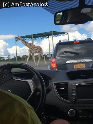 [P08] African Lion Safari » foto by MirelaV
 - 
<span class="allrVoted glyphicon glyphicon-heart hidden" id="av808619"></span>
<a class="m-l-10 hidden" id="sv808619" onclick="voting_Foto_DelVot(,808619,5244)" role="button">șterge vot <span class="glyphicon glyphicon-remove"></span></a>
<a id="v9808619" class=" c-red"  onclick="voting_Foto_SetVot(808619)" role="button"><span class="glyphicon glyphicon-heart-empty"></span> <b>LIKE</b> = Votează poza</a> <img class="hidden"  id="f808619W9" src="/imagini/loader.gif" border="0" /><span class="AjErrMes hidden" id="e808619ErM"></span>