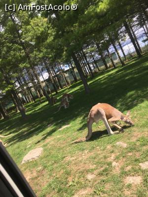 [P09] African Lion Safari - canguri » foto by MirelaV
 - 
<span class="allrVoted glyphicon glyphicon-heart hidden" id="av808620"></span>
<a class="m-l-10 hidden" id="sv808620" onclick="voting_Foto_DelVot(,808620,5244)" role="button">șterge vot <span class="glyphicon glyphicon-remove"></span></a>
<a id="v9808620" class=" c-red"  onclick="voting_Foto_SetVot(808620)" role="button"><span class="glyphicon glyphicon-heart-empty"></span> <b>LIKE</b> = Votează poza</a> <img class="hidden"  id="f808620W9" src="/imagini/loader.gif" border="0" /><span class="AjErrMes hidden" id="e808620ErM"></span>