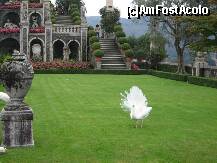 [P18] Unul din paunii albi care se plimba nestingheriti prin gradini » foto by BOGDAN DSN
 - 
<span class="allrVoted glyphicon glyphicon-heart hidden" id="av156097"></span>
<a class="m-l-10 hidden" id="sv156097" onclick="voting_Foto_DelVot(,156097,5274)" role="button">șterge vot <span class="glyphicon glyphicon-remove"></span></a>
<a id="v9156097" class=" c-red"  onclick="voting_Foto_SetVot(156097)" role="button"><span class="glyphicon glyphicon-heart-empty"></span> <b>LIKE</b> = Votează poza</a> <img class="hidden"  id="f156097W9" src="/imagini/loader.gif" border="0" /><span class="AjErrMes hidden" id="e156097ErM"></span>