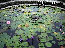 [P22] Nuferi in toate culorile » foto by BOGDAN DSN
 - 
<span class="allrVoted glyphicon glyphicon-heart hidden" id="av156101"></span>
<a class="m-l-10 hidden" id="sv156101" onclick="voting_Foto_DelVot(,156101,5274)" role="button">șterge vot <span class="glyphicon glyphicon-remove"></span></a>
<a id="v9156101" class=" c-red"  onclick="voting_Foto_SetVot(156101)" role="button"><span class="glyphicon glyphicon-heart-empty"></span> <b>LIKE</b> = Votează poza</a> <img class="hidden"  id="f156101W9" src="/imagini/loader.gif" border="0" /><span class="AjErrMes hidden" id="e156101ErM"></span>