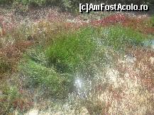 [P16] Vegetatie de saraturi, Armeria si Salsola » foto by dorgo
 - 
<span class="allrVoted glyphicon glyphicon-heart hidden" id="av115301"></span>
<a class="m-l-10 hidden" id="sv115301" onclick="voting_Foto_DelVot(,115301,5279)" role="button">șterge vot <span class="glyphicon glyphicon-remove"></span></a>
<a id="v9115301" class=" c-red"  onclick="voting_Foto_SetVot(115301)" role="button"><span class="glyphicon glyphicon-heart-empty"></span> <b>LIKE</b> = Votează poza</a> <img class="hidden"  id="f115301W9" src="/imagini/loader.gif" border="0" /><span class="AjErrMes hidden" id="e115301ErM"></span>