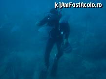 [P35] diving incercati » foto by Alb
 - 
<span class="allrVoted glyphicon glyphicon-heart hidden" id="av68690"></span>
<a class="m-l-10 hidden" id="sv68690" onclick="voting_Foto_DelVot(,68690,5353)" role="button">șterge vot <span class="glyphicon glyphicon-remove"></span></a>
<a id="v968690" class=" c-red"  onclick="voting_Foto_SetVot(68690)" role="button"><span class="glyphicon glyphicon-heart-empty"></span> <b>LIKE</b> = Votează poza</a> <img class="hidden"  id="f68690W9" src="/imagini/loader.gif" border="0" /><span class="AjErrMes hidden" id="e68690ErM"></span>