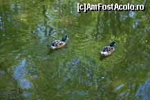 [P02]  -- <small>// FĂRĂ DESCRIERE</small> » foto by Floricatarea
 - 
<span class="allrVoted glyphicon glyphicon-heart hidden" id="av165494"></span>
<a class="m-l-10 hidden" id="sv165494" onclick="voting_Foto_DelVot(,165494,5428)" role="button">șterge vot <span class="glyphicon glyphicon-remove"></span></a>
<a id="v9165494" class=" c-red"  onclick="voting_Foto_SetVot(165494)" role="button"><span class="glyphicon glyphicon-heart-empty"></span> <b>LIKE</b> = Votează poza</a> <img class="hidden"  id="f165494W9" src="/imagini/loader.gif" border="0" /><span class="AjErrMes hidden" id="e165494ErM"></span>