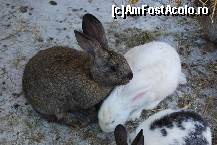 [P03]  -- <small>// FĂRĂ DESCRIERE</small> » foto by Floricatarea
 - 
<span class="allrVoted glyphicon glyphicon-heart hidden" id="av165495"></span>
<a class="m-l-10 hidden" id="sv165495" onclick="voting_Foto_DelVot(,165495,5428)" role="button">șterge vot <span class="glyphicon glyphicon-remove"></span></a>
<a id="v9165495" class=" c-red"  onclick="voting_Foto_SetVot(165495)" role="button"><span class="glyphicon glyphicon-heart-empty"></span> <b>LIKE</b> = Votează poza</a> <img class="hidden"  id="f165495W9" src="/imagini/loader.gif" border="0" /><span class="AjErrMes hidden" id="e165495ErM"></span>