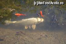 [P04]  -- <small>// FĂRĂ DESCRIERE</small> » foto by Floricatarea
 - 
<span class="allrVoted glyphicon glyphicon-heart hidden" id="av165496"></span>
<a class="m-l-10 hidden" id="sv165496" onclick="voting_Foto_DelVot(,165496,5428)" role="button">șterge vot <span class="glyphicon glyphicon-remove"></span></a>
<a id="v9165496" class=" c-red"  onclick="voting_Foto_SetVot(165496)" role="button"><span class="glyphicon glyphicon-heart-empty"></span> <b>LIKE</b> = Votează poza</a> <img class="hidden"  id="f165496W9" src="/imagini/loader.gif" border="0" /><span class="AjErrMes hidden" id="e165496ErM"></span>