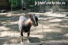 [P05]  -- <small>// FĂRĂ DESCRIERE</small> » foto by Floricatarea
 - 
<span class="allrVoted glyphicon glyphicon-heart hidden" id="av165497"></span>
<a class="m-l-10 hidden" id="sv165497" onclick="voting_Foto_DelVot(,165497,5428)" role="button">șterge vot <span class="glyphicon glyphicon-remove"></span></a>
<a id="v9165497" class=" c-red"  onclick="voting_Foto_SetVot(165497)" role="button"><span class="glyphicon glyphicon-heart-empty"></span> <b>LIKE</b> = Votează poza</a> <img class="hidden"  id="f165497W9" src="/imagini/loader.gif" border="0" /><span class="AjErrMes hidden" id="e165497ErM"></span>