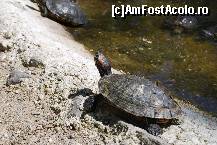 [P06]  -- <small>// FĂRĂ DESCRIERE</small> » foto by Floricatarea
 - 
<span class="allrVoted glyphicon glyphicon-heart hidden" id="av165498"></span>
<a class="m-l-10 hidden" id="sv165498" onclick="voting_Foto_DelVot(,165498,5428)" role="button">șterge vot <span class="glyphicon glyphicon-remove"></span></a>
<a id="v9165498" class=" c-red"  onclick="voting_Foto_SetVot(165498)" role="button"><span class="glyphicon glyphicon-heart-empty"></span> <b>LIKE</b> = Votează poza</a> <img class="hidden"  id="f165498W9" src="/imagini/loader.gif" border="0" /><span class="AjErrMes hidden" id="e165498ErM"></span>