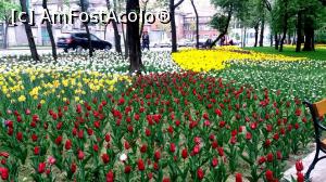 [P08] Timisoara olandeza-Parcul Justitiei » foto by noi doi
 - 
<span class="allrVoted glyphicon glyphicon-heart hidden" id="av729601"></span>
<a class="m-l-10 hidden" id="sv729601" onclick="voting_Foto_DelVot(,729601,5428)" role="button">șterge vot <span class="glyphicon glyphicon-remove"></span></a>
<a id="v9729601" class=" c-red"  onclick="voting_Foto_SetVot(729601)" role="button"><span class="glyphicon glyphicon-heart-empty"></span> <b>LIKE</b> = Votează poza</a> <img class="hidden"  id="f729601W9" src="/imagini/loader.gif" border="0" /><span class="AjErrMes hidden" id="e729601ErM"></span>