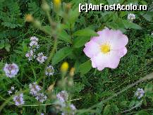 [P15] Flora locală » foto by Floryn81
 - 
<span class="allrVoted glyphicon glyphicon-heart hidden" id="av310601"></span>
<a class="m-l-10 hidden" id="sv310601" onclick="voting_Foto_DelVot(,310601,5439)" role="button">șterge vot <span class="glyphicon glyphicon-remove"></span></a>
<a id="v9310601" class=" c-red"  onclick="voting_Foto_SetVot(310601)" role="button"><span class="glyphicon glyphicon-heart-empty"></span> <b>LIKE</b> = Votează poza</a> <img class="hidden"  id="f310601W9" src="/imagini/loader.gif" border="0" /><span class="AjErrMes hidden" id="e310601ErM"></span>