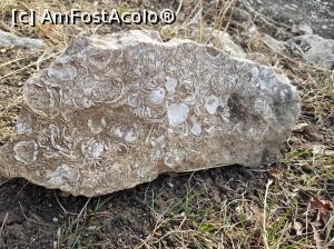 [P15] Scoici fosilizate pe vârful dealului Istrița, județul Buzău.  » foto by Floryn81
 - 
<span class="allrVoted glyphicon glyphicon-heart hidden" id="av1049305"></span>
<a class="m-l-10 hidden" id="sv1049305" onclick="voting_Foto_DelVot(,1049305,5439)" role="button">șterge vot <span class="glyphicon glyphicon-remove"></span></a>
<a id="v91049305" class=" c-red"  onclick="voting_Foto_SetVot(1049305)" role="button"><span class="glyphicon glyphicon-heart-empty"></span> <b>LIKE</b> = Votează poza</a> <img class="hidden"  id="f1049305W9" src="/imagini/loader.gif" border="0" /><span class="AjErrMes hidden" id="e1049305ErM"></span>