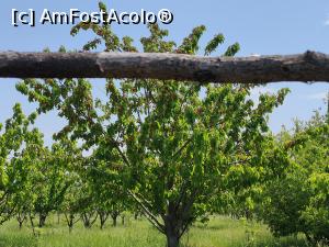 [P48] Dealul cu Lilieci; cireși în pârg » foto by crismis
 - 
<span class="allrVoted glyphicon glyphicon-heart hidden" id="av1386659"></span>
<a class="m-l-10 hidden" id="sv1386659" onclick="voting_Foto_DelVot(,1386659,5439)" role="button">șterge vot <span class="glyphicon glyphicon-remove"></span></a>
<a id="v91386659" class=" c-red"  onclick="voting_Foto_SetVot(1386659)" role="button"><span class="glyphicon glyphicon-heart-empty"></span> <b>LIKE</b> = Votează poza</a> <img class="hidden"  id="f1386659W9" src="/imagini/loader.gif" border="0" /><span class="AjErrMes hidden" id="e1386659ErM"></span>