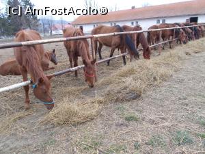 [P01] Herghelia Cislău. Frumoșii stau la masă!  » foto by mihaelavoicu
 - 
<span class="allrVoted glyphicon glyphicon-heart hidden" id="av1145517"></span>
<a class="m-l-10 hidden" id="sv1145517" onclick="voting_Foto_DelVot(,1145517,5439)" role="button">șterge vot <span class="glyphicon glyphicon-remove"></span></a>
<a id="v91145517" class=" c-red"  onclick="voting_Foto_SetVot(1145517)" role="button"><span class="glyphicon glyphicon-heart-empty"></span> <b>LIKE</b> = Votează poza</a> <img class="hidden"  id="f1145517W9" src="/imagini/loader.gif" border="0" /><span class="AjErrMes hidden" id="e1145517ErM"></span>