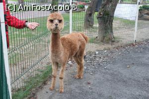 [P32] Brambura Parc și Casa Răsturnată, un pui de alpaca blând, a fost crescut acolo... » foto by mprofeanu
 - 
<span class="allrVoted glyphicon glyphicon-heart hidden" id="av1391351"></span>
<a class="m-l-10 hidden" id="sv1391351" onclick="voting_Foto_DelVot(,1391351,5504)" role="button">șterge vot <span class="glyphicon glyphicon-remove"></span></a>
<a id="v91391351" class=" c-red"  onclick="voting_Foto_SetVot(1391351)" role="button"><span class="glyphicon glyphicon-heart-empty"></span> <b>LIKE</b> = Votează poza</a> <img class="hidden"  id="f1391351W9" src="/imagini/loader.gif" border="0" /><span class="AjErrMes hidden" id="e1391351ErM"></span>