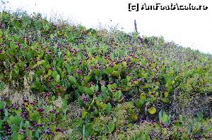 [P32] Dealul cactuşilor » foto by cher-cher
 - 
<span class="allrVoted glyphicon glyphicon-heart hidden" id="av527247"></span>
<a class="m-l-10 hidden" id="sv527247" onclick="voting_Foto_DelVot(,527247,5508)" role="button">șterge vot <span class="glyphicon glyphicon-remove"></span></a>
<a id="v9527247" class=" c-red"  onclick="voting_Foto_SetVot(527247)" role="button"><span class="glyphicon glyphicon-heart-empty"></span> <b>LIKE</b> = Votează poza</a> <img class="hidden"  id="f527247W9" src="/imagini/loader.gif" border="0" /><span class="AjErrMes hidden" id="e527247ErM"></span>