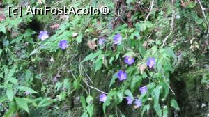 [P26] Flori de munte » foto by Alexa_77
 - 
<span class="allrVoted glyphicon glyphicon-heart hidden" id="av796603"></span>
<a class="m-l-10 hidden" id="sv796603" onclick="voting_Foto_DelVot(,796603,5531)" role="button">șterge vot <span class="glyphicon glyphicon-remove"></span></a>
<a id="v9796603" class=" c-red"  onclick="voting_Foto_SetVot(796603)" role="button"><span class="glyphicon glyphicon-heart-empty"></span> <b>LIKE</b> = Votează poza</a> <img class="hidden"  id="f796603W9" src="/imagini/loader.gif" border="0" /><span class="AjErrMes hidden" id="e796603ErM"></span>