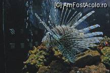 [P34] Astfel de peste si atat de mare chiar numai in filme sau documentare am mai vazut. Felicitarile mele pentru acvariul marin! » foto by deliutza27
 - 
<span class="allrVoted glyphicon glyphicon-heart hidden" id="av68221"></span>
<a class="m-l-10 hidden" id="sv68221" onclick="voting_Foto_DelVot(,68221,5575)" role="button">șterge vot <span class="glyphicon glyphicon-remove"></span></a>
<a id="v968221" class=" c-red"  onclick="voting_Foto_SetVot(68221)" role="button"><span class="glyphicon glyphicon-heart-empty"></span> <b>LIKE</b> = Votează poza</a> <img class="hidden"  id="f68221W9" src="/imagini/loader.gif" border="0" /><span class="AjErrMes hidden" id="e68221ErM"></span>
