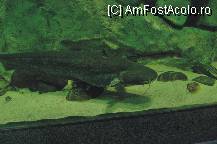 [P38]  -- <small>// FĂRĂ DESCRIERE</small> » foto by deliutza27
 - 
<span class="allrVoted glyphicon glyphicon-heart hidden" id="av68229"></span>
<a class="m-l-10 hidden" id="sv68229" onclick="voting_Foto_DelVot(,68229,5575)" role="button">șterge vot <span class="glyphicon glyphicon-remove"></span></a>
<a id="v968229" class=" c-red"  onclick="voting_Foto_SetVot(68229)" role="button"><span class="glyphicon glyphicon-heart-empty"></span> <b>LIKE</b> = Votează poza</a> <img class="hidden"  id="f68229W9" src="/imagini/loader.gif" border="0" /><span class="AjErrMes hidden" id="e68229ErM"></span>