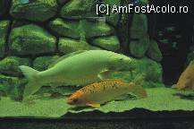 [P39]  -- <small>// FĂRĂ DESCRIERE</small> » foto by deliutza27
 - 
<span class="allrVoted glyphicon glyphicon-heart hidden" id="av68230"></span>
<a class="m-l-10 hidden" id="sv68230" onclick="voting_Foto_DelVot(,68230,5575)" role="button">șterge vot <span class="glyphicon glyphicon-remove"></span></a>
<a id="v968230" class=" c-red"  onclick="voting_Foto_SetVot(68230)" role="button"><span class="glyphicon glyphicon-heart-empty"></span> <b>LIKE</b> = Votează poza</a> <img class="hidden"  id="f68230W9" src="/imagini/loader.gif" border="0" /><span class="AjErrMes hidden" id="e68230ErM"></span>
