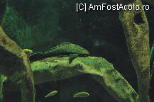 [P41] Plecostomus...cel mai mare pe care l-am vazut vreodata. Pacat ca poza nu poate arata acest lucru! » foto by deliutza27
 - 
<span class="allrVoted glyphicon glyphicon-heart hidden" id="av68233"></span>
<a class="m-l-10 hidden" id="sv68233" onclick="voting_Foto_DelVot(,68233,5575)" role="button">șterge vot <span class="glyphicon glyphicon-remove"></span></a>
<a id="v968233" class=" c-red"  onclick="voting_Foto_SetVot(68233)" role="button"><span class="glyphicon glyphicon-heart-empty"></span> <b>LIKE</b> = Votează poza</a> <img class="hidden"  id="f68233W9" src="/imagini/loader.gif" border="0" /><span class="AjErrMes hidden" id="e68233ErM"></span>